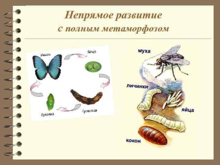 Организмы с полным метаморфозом