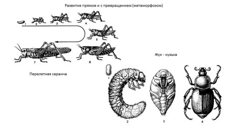 Схема непрямого развития с неполным метаморфозом