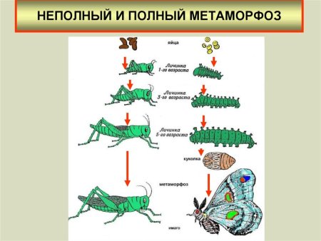 Схема развития насекомых с неполным превращением