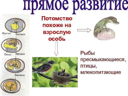 Прямое развитие