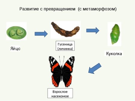 Развитие по биологии с превращением