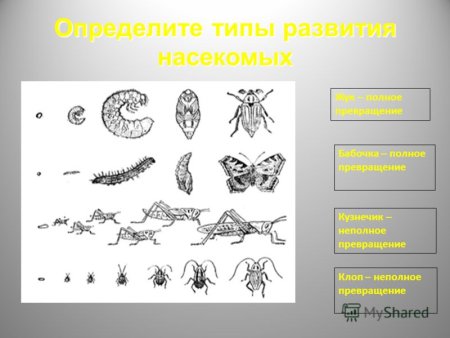 Размножение насекомых с полным и неполным превращением