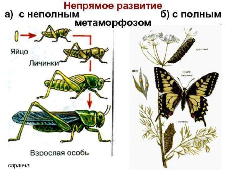 Схема непрямого развития с неполным метаморфозом