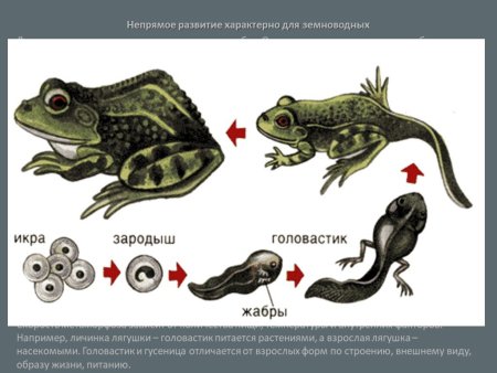 Этапы появления лягушки