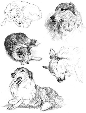 Наброски животных