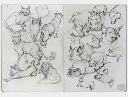 Зарисовки животных