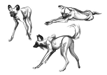 Гривистый волк анатомия для художников