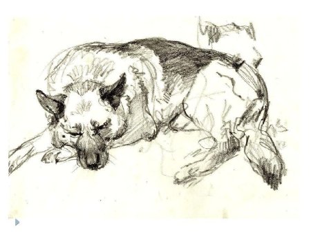 Зарисовки животных