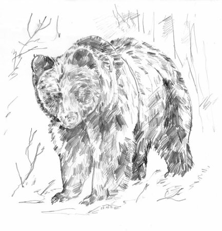 Рисунки зверей карандашом