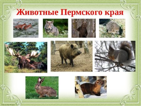 Животный мир Пермского края