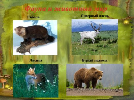 Растительный и животный мир Пермского края