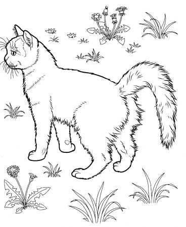 Кошка рисунок
