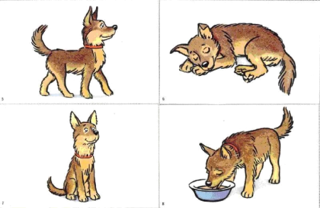 Действия животных