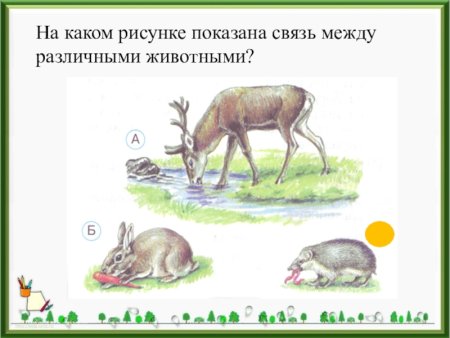 Связь между различными жи