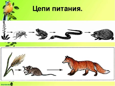 Пищевые Цепочки 5 класс биология