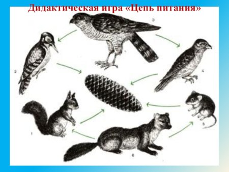 Цепь питания Клёста