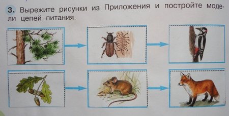 Цепь питания 3 класс окружающий мир схема