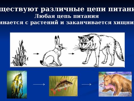 Пищевые Цепочки 5 класс биология