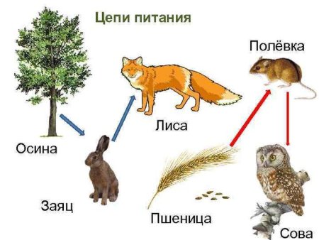 Невидимые нити в зимнем лесу