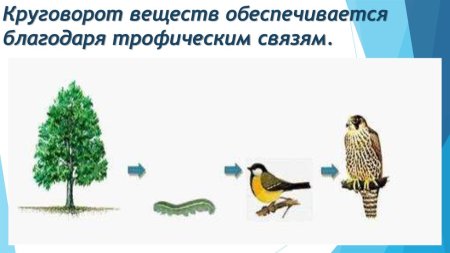 Цепями питания, цепи выедания, цепи разложения