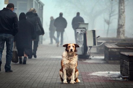 20 Августа Всемирный день бездомных животных