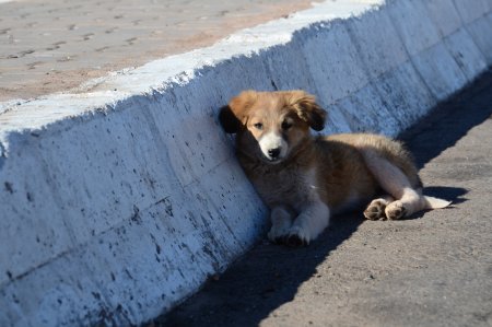 Бездомный щенок