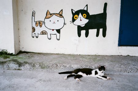 Граффити котик