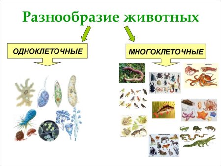 Многоклеточные организмы 5 класс биология