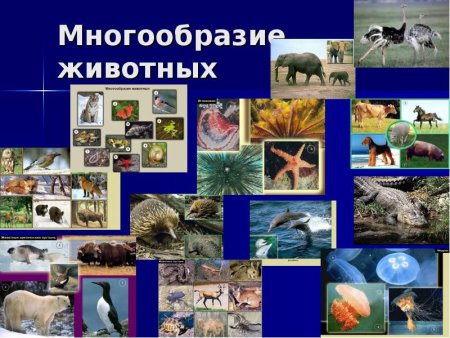 Разнообразие животных на земле
