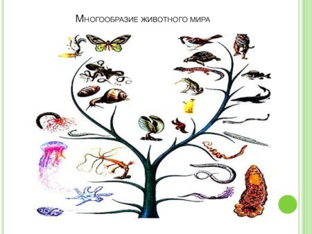 Разнообразие животных