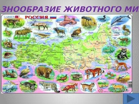 Многообразные животного мира