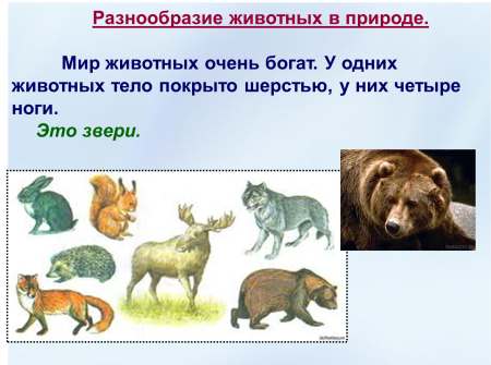 Многообразие зверей