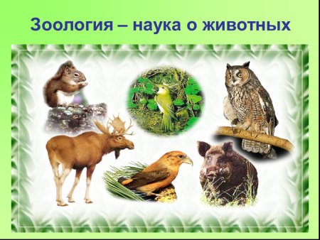 Зоология для дошкольников