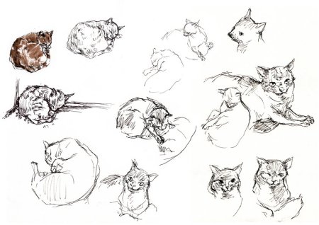 Зарисовки котов