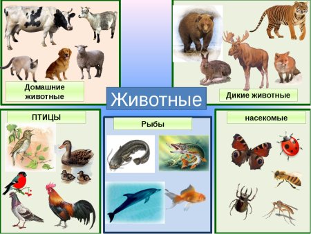 Животные птицы насекомые