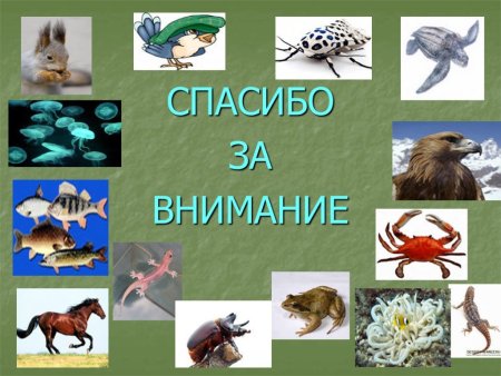 Разнообразие животных