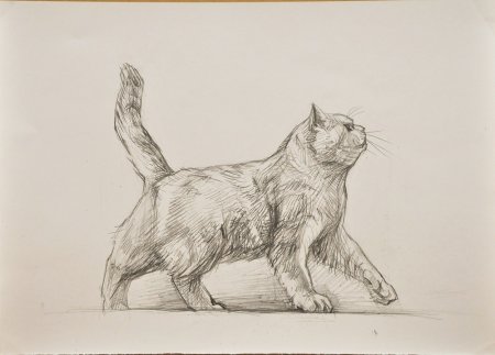 Кошка карандашом