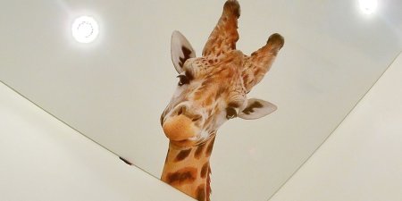 Натяжные потолки фотопечать животные