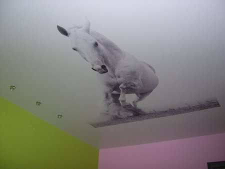 Животные на потолке