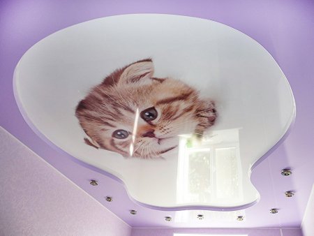 Котики и натяжной потолок