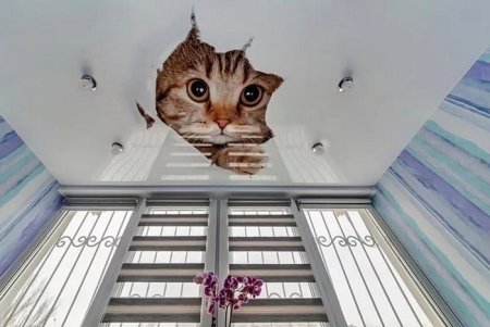 Кот на потолке
