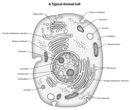Животная клетка легкий рисунок