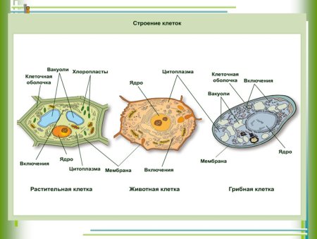 Строение клетки эукариот растений