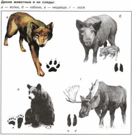 Следы диких животных