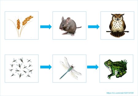 Пищевая цепочка для детей