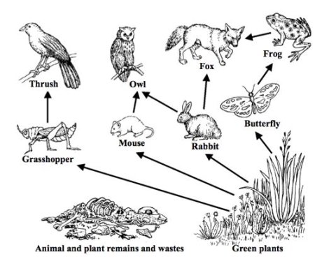 Цепочка питания 5 класс биология