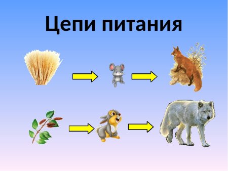 Окружающий мир 3 кл цепи питания