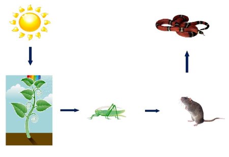 Пищевые Цепочки картинки для детей