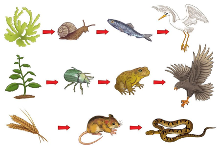 Цепь питания животных 3 класс окружающий мир схема