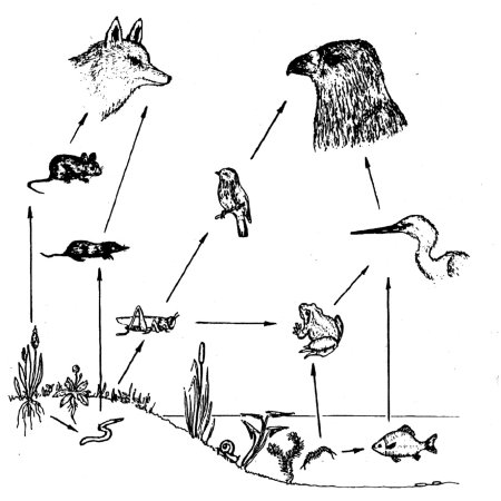Пищевая цепочка схема